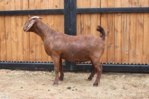 1x OOI/EWE - KUDDE/FLOCK AGRICOLA