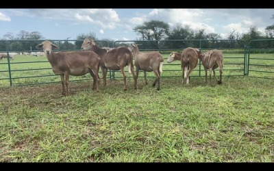 LOT 192 5X MEATMASTER OOI/EWE (PER STUK OM LOT TE NEEM/PER PIECE TO TAKE THE LOT)