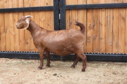 1x OOI/EWE - JUDGES CHOICE AGRICOLA