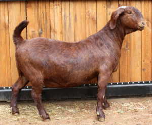 1x OOI/EWE - KUDDE/FLOCK VAN HEERDEN STOET