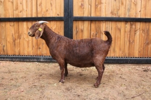 1x OOI/EWE - STOET/STUD VAN HEERDEN STOET