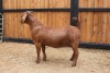 1x OOI/EWE - JUDGES CHOICE AGRICOLA