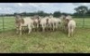 LOT 198 4X MEATMASTER OOI/EWE (PER STUK OM LOT TE NEEM/PER PIECE TO TAKE THE LOT) - 2