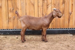 1x OOI/EWE - POTENTIAL STUD VAN HEERDEN STOET