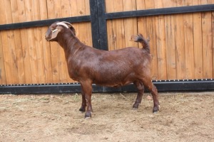 1x OOI/EWE - STOET/STUD AGRICOLA