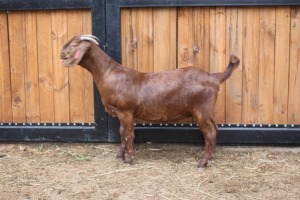 1x OOI/EWE - POTENTIAL STUD AGRICOLA