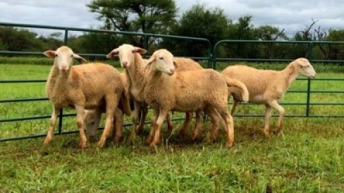 LOT 200 5X MEATMASTER OOI/EWE (PER STUK OM LOT TE NEEM/PER PIECE TO TAKE THE LOT)
