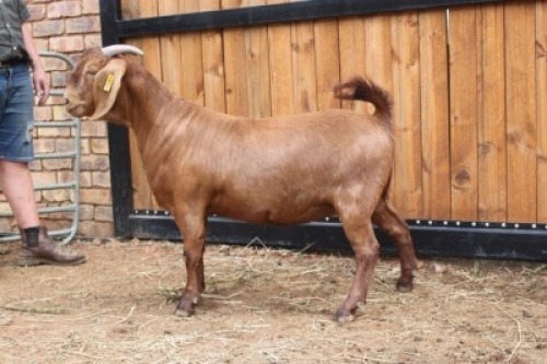 1x OOI/EWE - KUDDE/FLOCK AGRICOLA