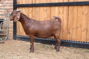 1x OOI/EWE - STOET/STUD AGRICOLA