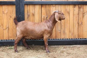 1x OOI/EWE - STOET/STUD AGRICOLA