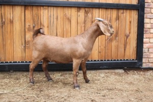 1x OOI/EWE - STOET/STUD AGRICOLA