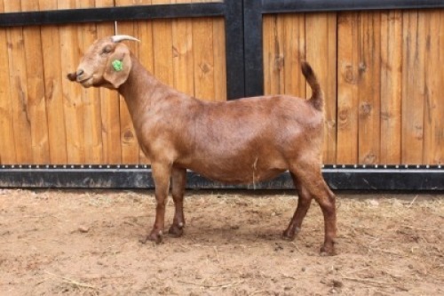 1x OOI/EWE - KUDDE/FLOCK VAN HEERDEN STOET