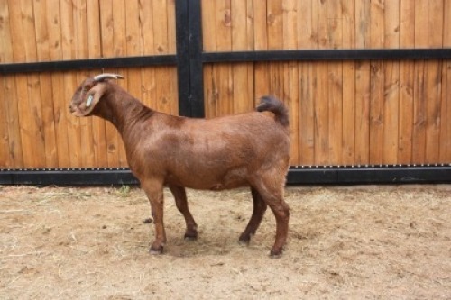 1x OOI/EWE - KUDDE/FLOCK AGRICOLA