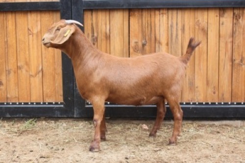 1x OOI/EWE - KUDDE/FLOCK AGRICOLA
