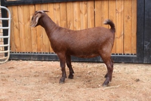 1x OOI/EWE - POTENTIAL STUD KILIFI CREEK