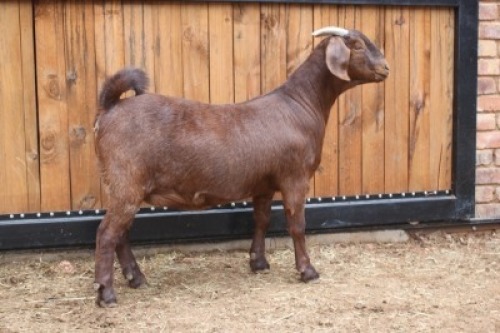 1x OOI/EWE - KUDDE/FLOCK AGRICOLA