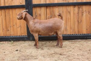 1x OOI/EWE - STOET/STUD AGRICOLA