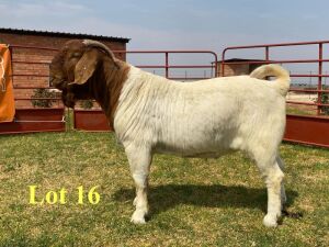 - 1X BOER GOAT BUCKS LUKAS BURGER BOERBOKSTOET STOET/STUD