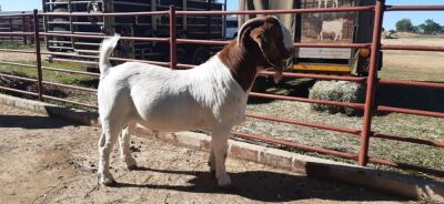 1x RAM DESRE FERREIRA BOERBOKSTOET