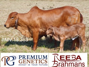 1X FEMALE REEBA MISS 18 353 DH McHardy