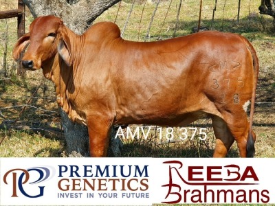 1X FEMALE REEBA MISS 18 375 DH McHardy