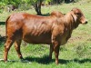 1X FEMALE REEBA MISS 18 375 DH McHardy - 2