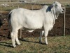 1X FEMALE MARATS MTS 19 11 Marats Brahman Stoet (Pty) Ltd - 2