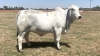 1X FEMALE BOS-BLANCO BOS18272 BW STAAL EDMS BPK