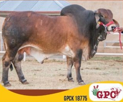 1X BULL GPCK 775 18 COETZEE GP JNR