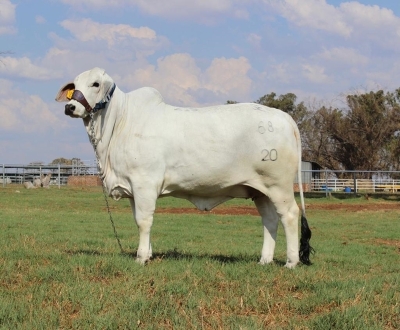 1X FEMALE SERFBRED SER 20 68 SERFONTEIN BOERDERY