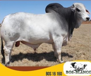 1X BULL BOS-BLANCO BOS16160 BW STAAL EDMS BPK