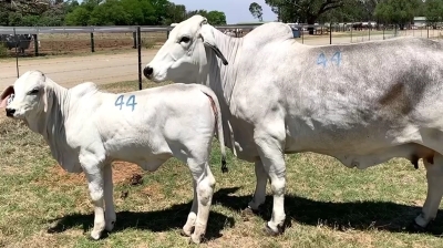 1X FEMALE BOS-BLANCO SUVILLE 186 BW STAAL EDMS BPK