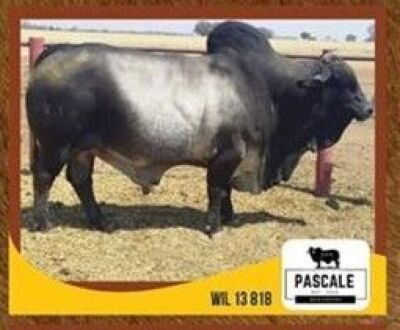 1X BULL NEDIBEST 13 818 HATTINGH JH