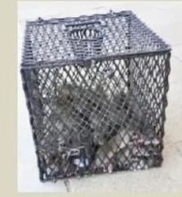 1 RAT CAGE - FUNDRAISING:HELPENDE HANDE