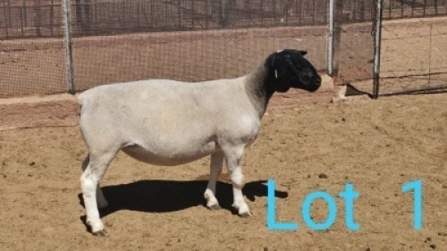 1x DORPER OOI/EWE DIRK STEENKAMP - TIPE 5 