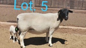 1x DORPER OOI/EWE WITH EWE LAMB DIRK STEENKAMP - TIPE 5