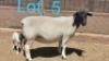 1x DORPER OOI/EWE WITH EWE LAMB DIRK STEENKAMP - TIPE 5