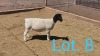 1x DORPER OOI/EWE DIRK STEENKAMP - TIPE 5