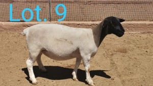 1x DORPER OOI/EWE DIRK STEENKAMP - TIPE 5 