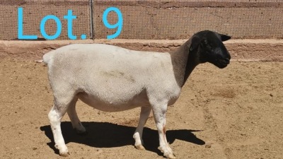 1x DORPER OOI/EWE DIRK STEENKAMP - TIPE 5