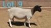 1x DORPER OOI/EWE DIRK STEENKAMP - TIPE 5