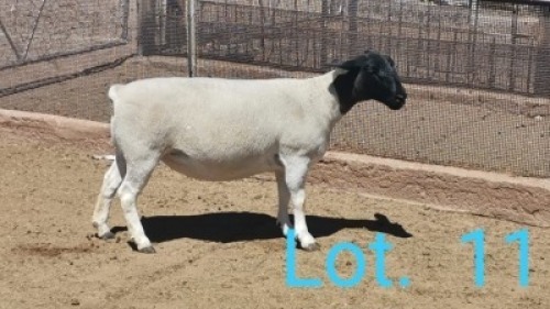 1x DORPER OOI/EWE DIRK STEENKAMP - TIPE 5 DRAGTIG