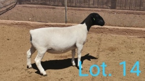 1x DORPER OOI/EWE DIRK STEENKAMP - TIPE 5 