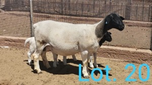 2+2x DORPER OOI/EWE WITH LAMB - TIPE 5 DIRK STEENKAMP (PER PIECE TO TAKE THE LOT)