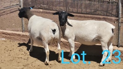 1x DORPER OOI/EWE - TIPE 5 DIRK STEENKAMP