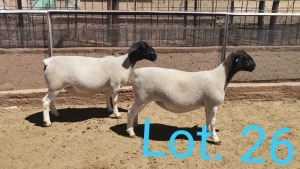 2x DORPER OOI/EWE - TIPE 5 - 1 DRAGTIG DIRK STEENKAMP (PER PIECE TO TAKE THE LOT)