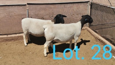 2x DORPER OOI/EWE STOET,1 DRAGTIG DIRK STEENKAMP (PER PIECE TO TAKE THE LOT)