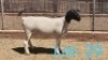 1x DORPER OOI/EWE DIRK STEENKAMP - STOET/STUD