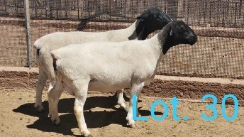 1x DORPER OOI/EWE - T5 DIRK STEENKAMP 