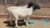 1x DORPER OOI/EWE - T5 DIRK STEENKAMP